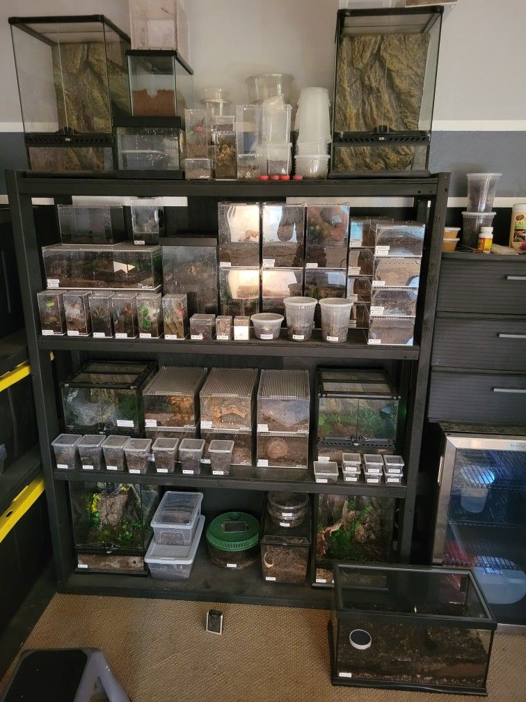 Tarantula Acrylic And Glass Enclosures