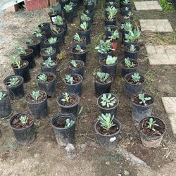 Dollar Each Plant