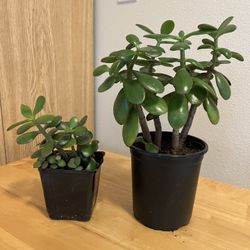 Jade Plants. Sammamish, Beaver Lake 