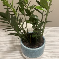Beautiful ZZ Plant With Teal Pot 