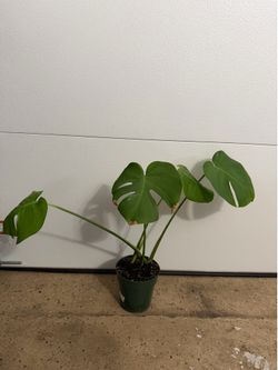 Monstera baby plant