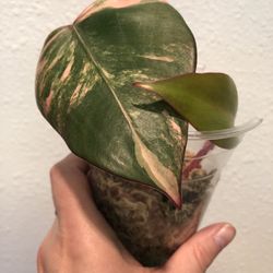 Strawberry Shake Philodendron 