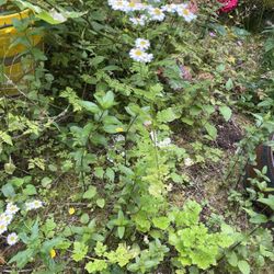 Feverfew Plant 