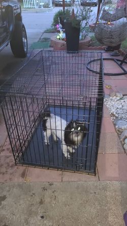 Dog cage 42 long x 28 wide x 30 high