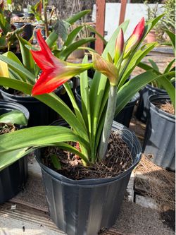 Blooming Red Amaryllis