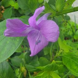 Violet Plant 