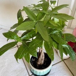 ♥️SUPER HEALTHY♥️Gud Luck Money Tree (PLS READ DESCRIPTION)