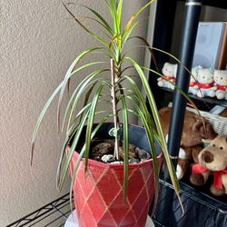 Dracaena Marginata (Dragon Tree) – Indoor Plant 