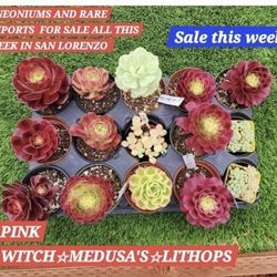 AEONIUMAS AND SUCCULENT SALE THIS WEEK IN SAN LORENZO