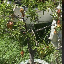 Bonsai Dwarf Pomegranate With Fruit On It In A Ceramic Japanese Pot $120
