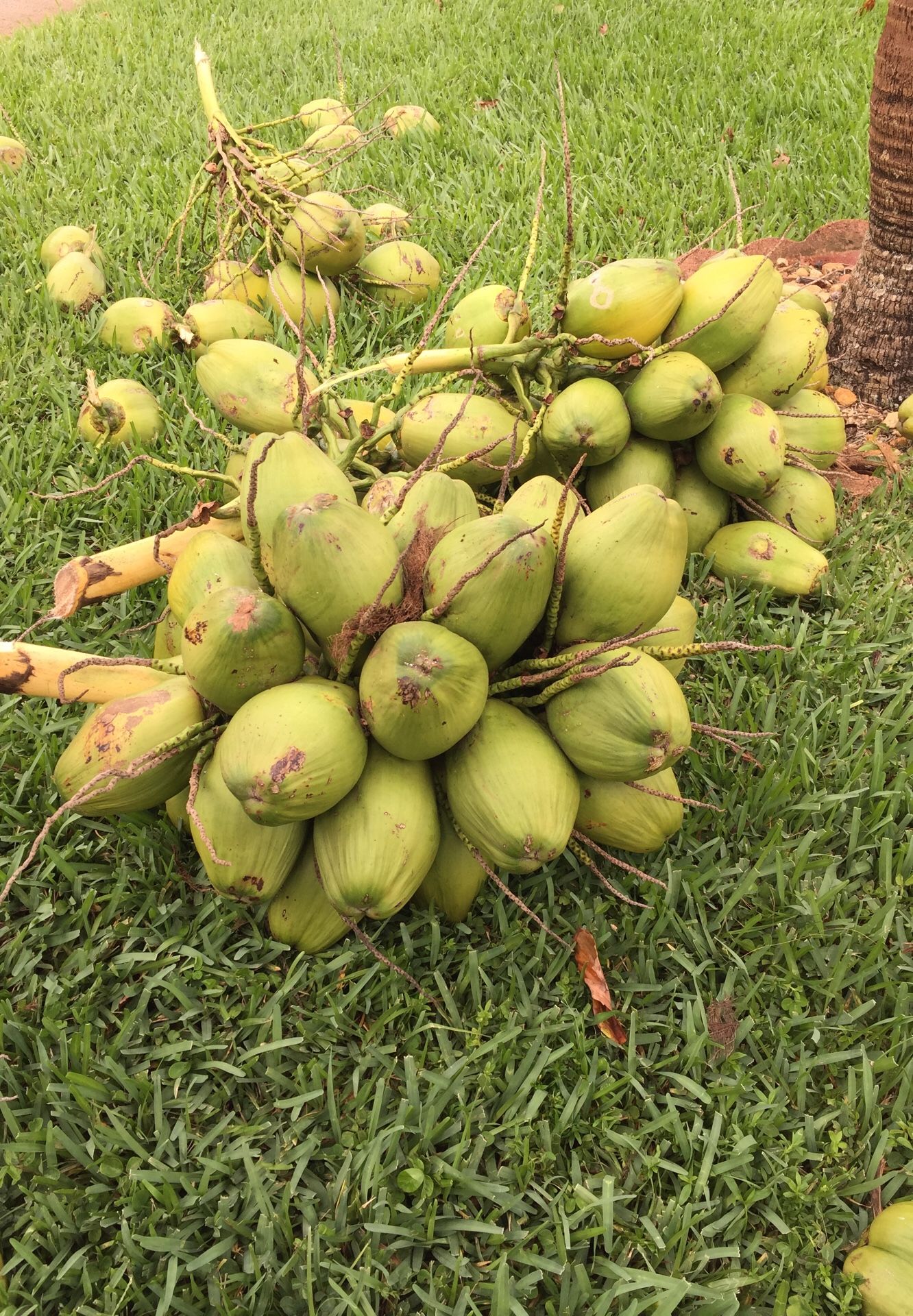 Fresh coconuts 2 per dollar