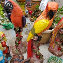 Parrot For Sale