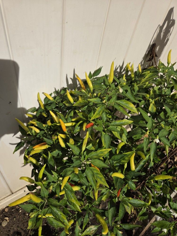 Chilli Plant