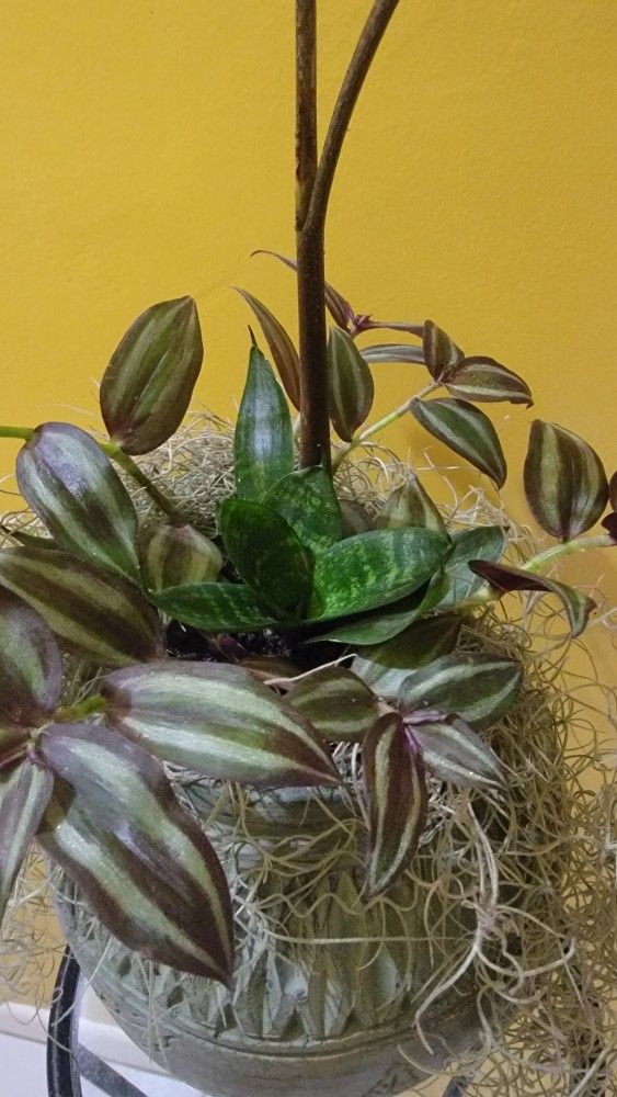 Plant Combo