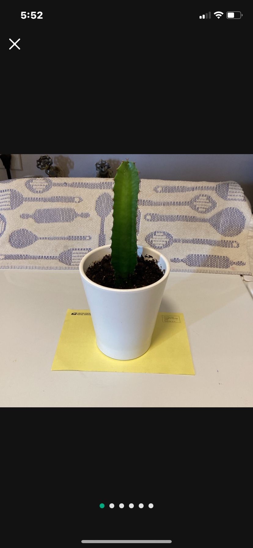 Large Cactus Plant In Glazed White Ceramic Pot