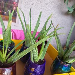 ALOE VERA  Plants