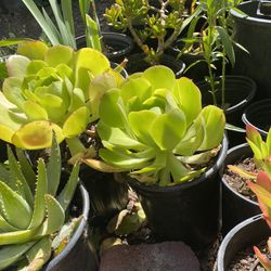 Succulent Plants 