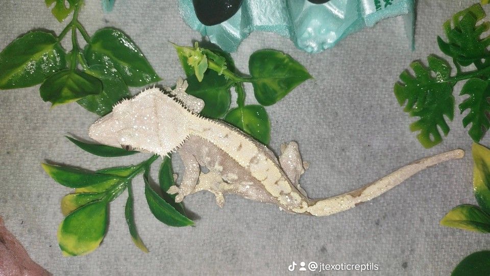 crested gecko 