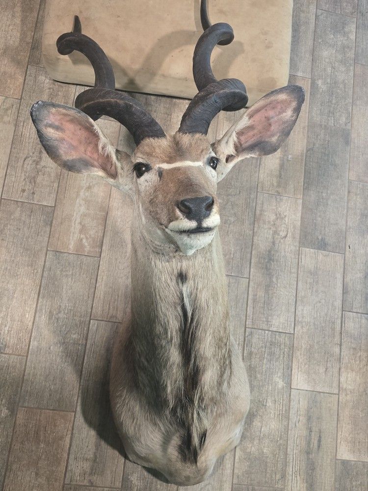 Greater Kudu Shoulder Mount Taxidermy