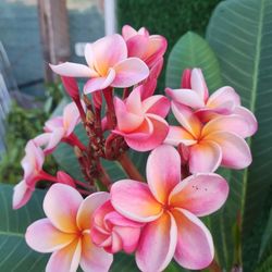 bonita Plumería 
