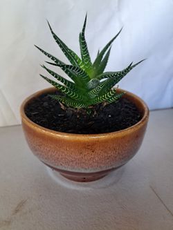 Zebra  Agave