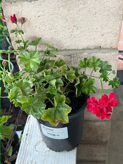 Cherry red geranium