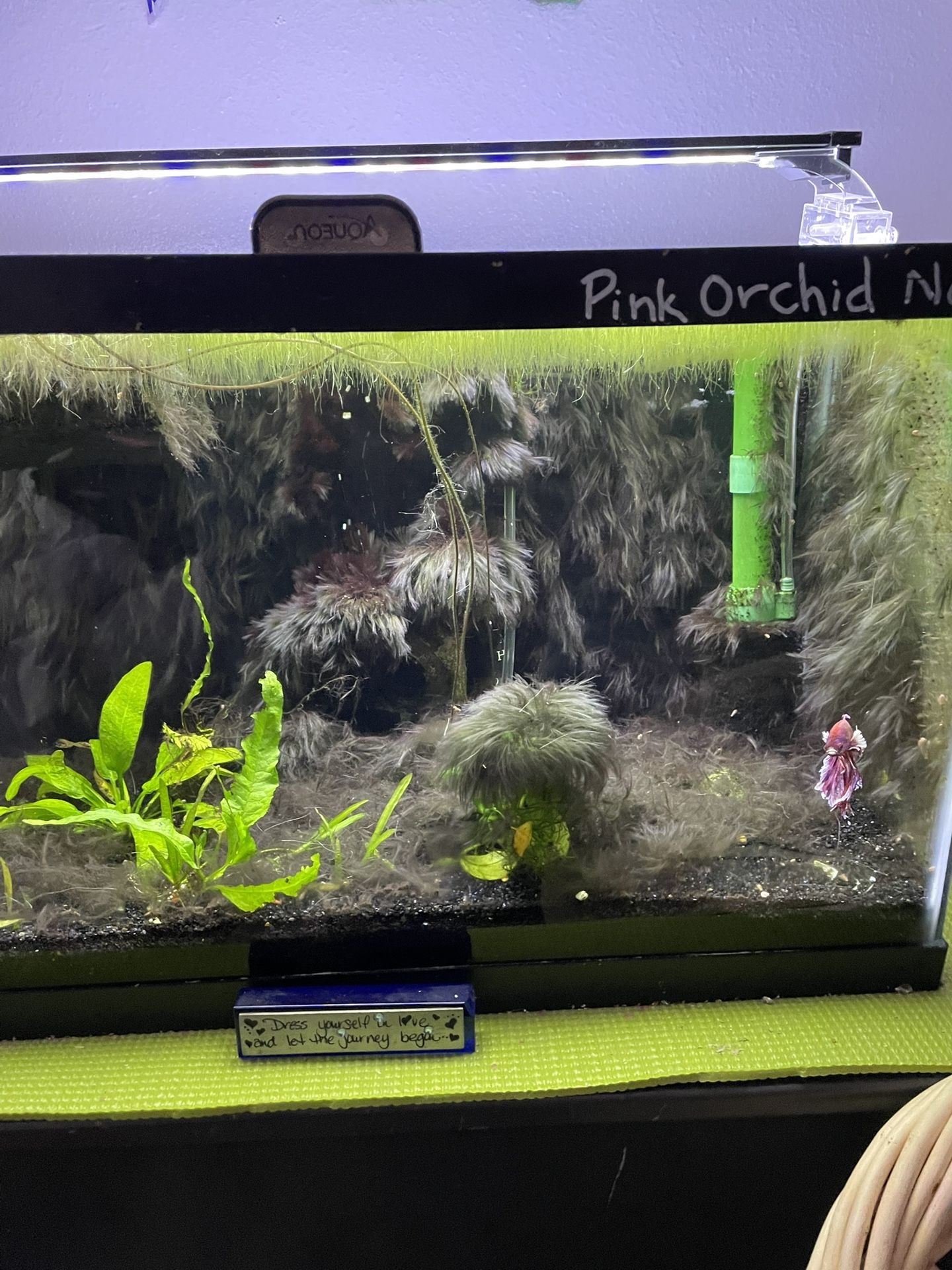 5 and 10 Gallon Aquariums. Filter And Heater Included. Reason I Have 8 Tanks And Time To Downsize.