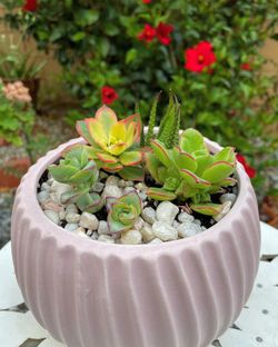 SUCCULENTS 