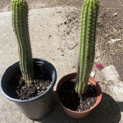 Two Cuctus Plants