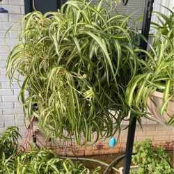 Spider Plant 