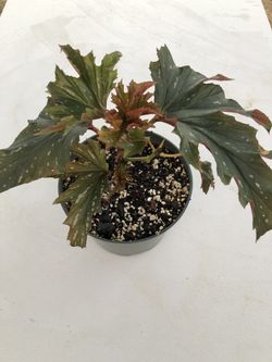Angel begonia