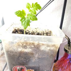 Heirloom Tomato Seedling In Large Plastic Container With Premium Dirt & Star Wars Stickers Modge Podged To Outside
