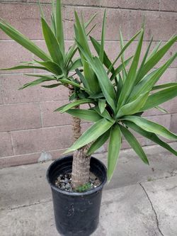 Yucca Cane
