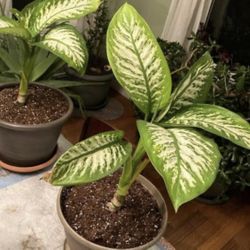 Dumb Cane Plants $10