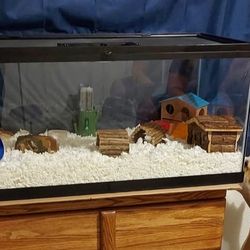 Large Glass Fish/Small Critter Tank
