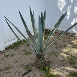 Agave