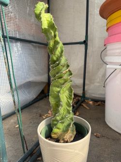 Spiral cactus