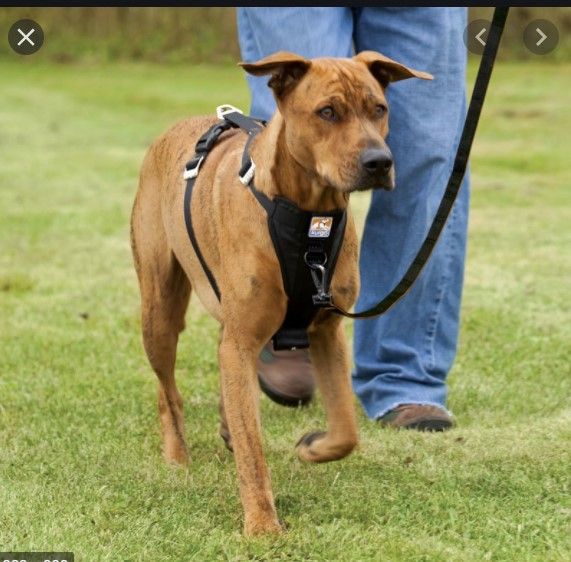 Kurgo Dog Safety Harness And Seat Belt