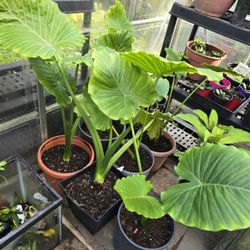 Large Alocasias