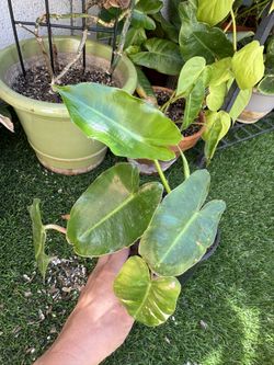 Philodendron Paradiso Verde