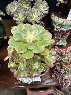 Aeonium Loki