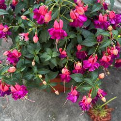 Plant Sale