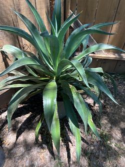 Large Agave Plant