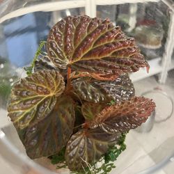 Metallic Dragon Begonia Terrarium 