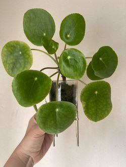 Pilea plant with stand