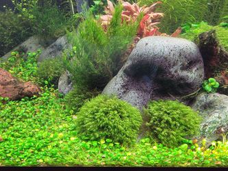 Aquarium plants: Fissedens fontanus