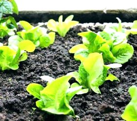 Black Gold Organic Rich Soil
