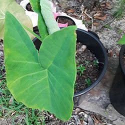 2 Plants $6 Each In Weeki Wachee Spring Hill