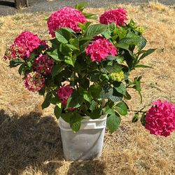 Hydrangea Plants