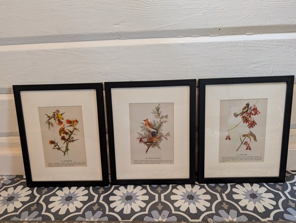 Vintage Framed Audubon Book Pages